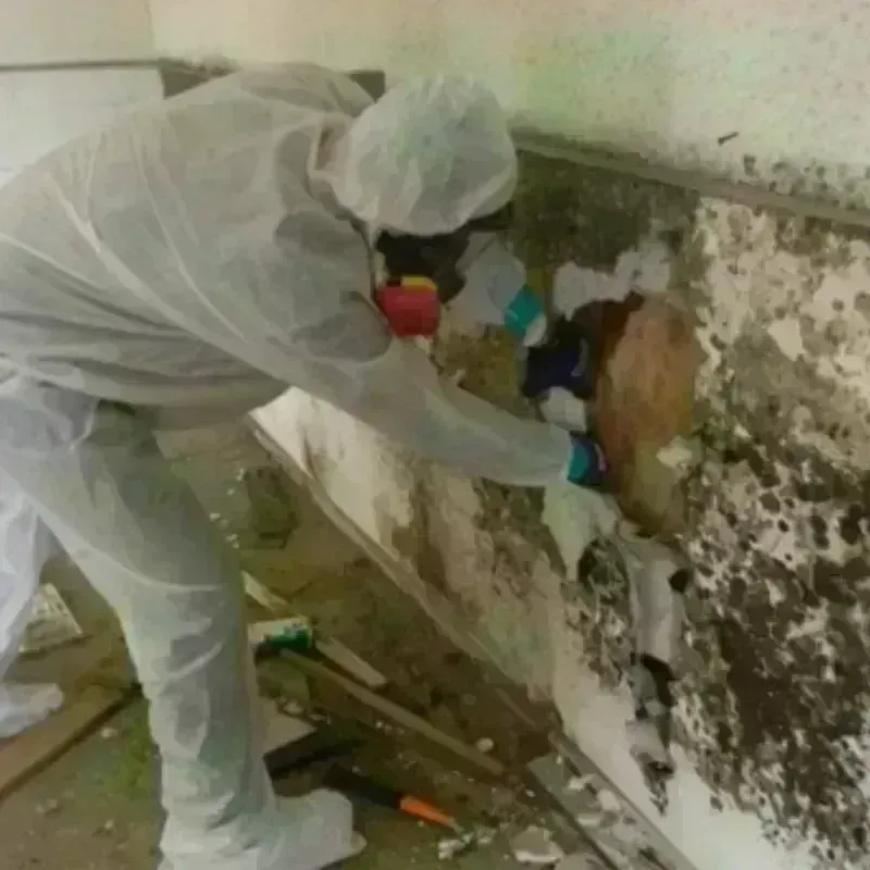 Mold Remediation and Removal in Strawberry, CA